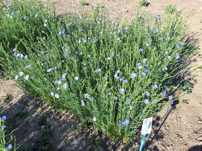 Click for 1 image(s) for this accession.